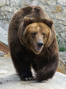 Nathan's Bear
