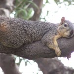 Pet Squirrel